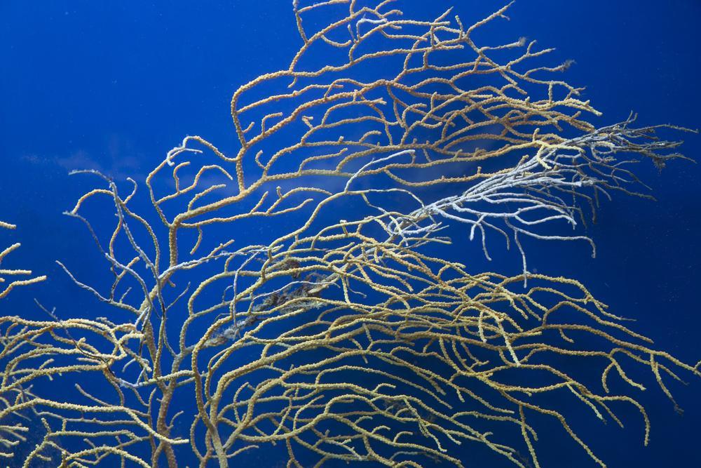 Baska Aquarium Krk