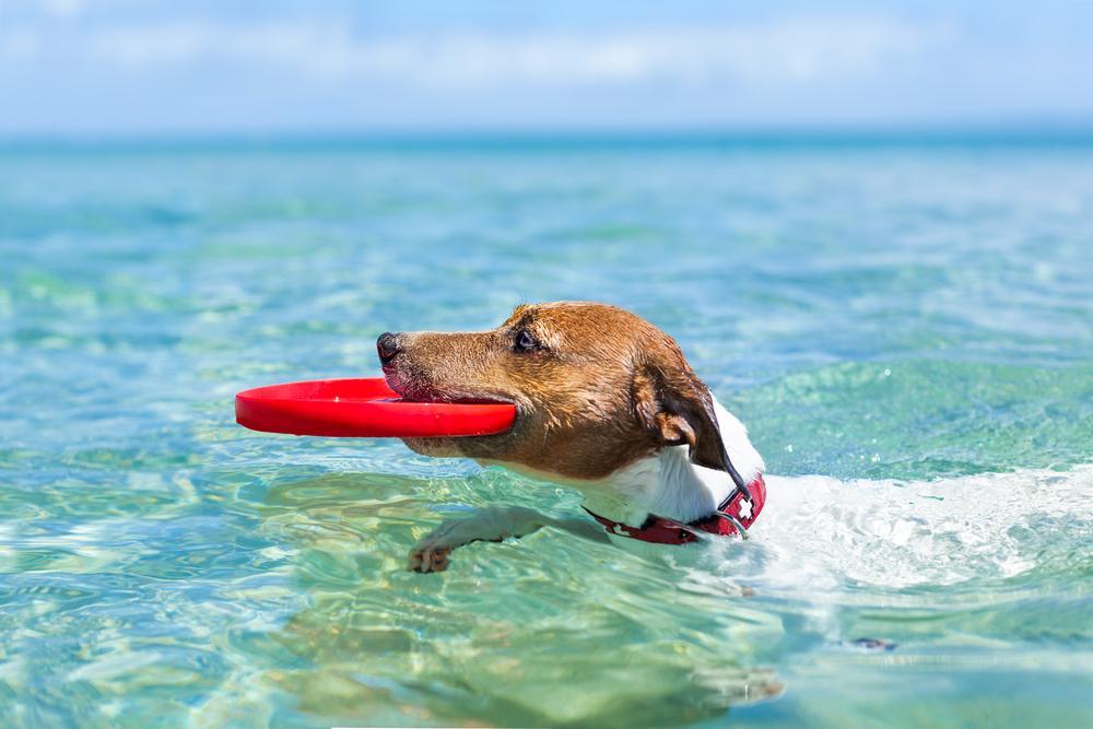Dog in sea