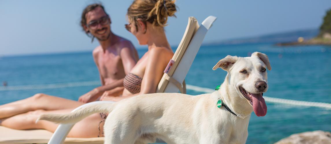 Camping Jezevac dog beach