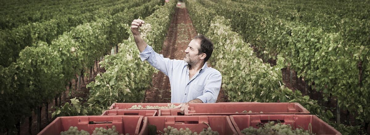 Coronica vineyard
