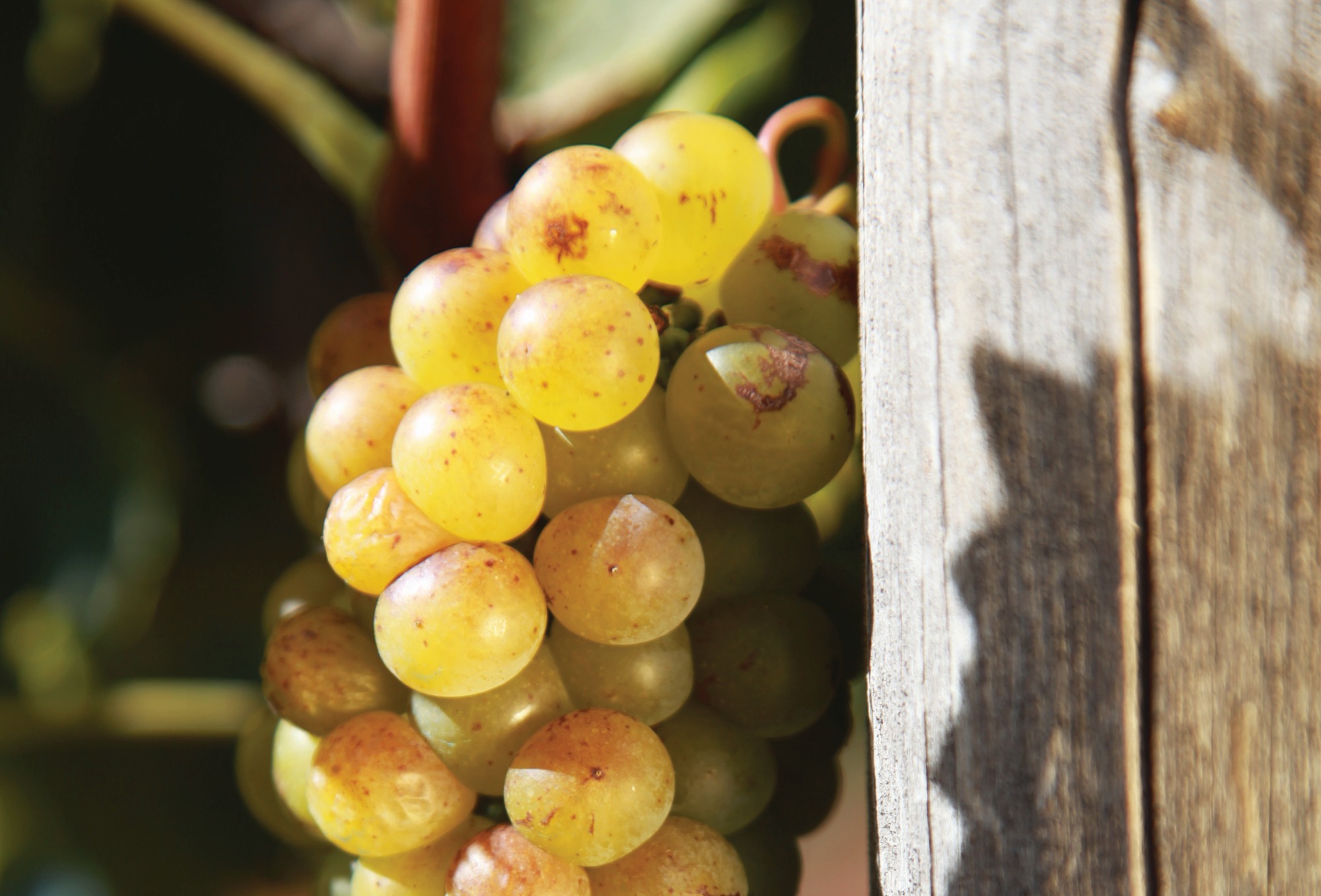 Grapes