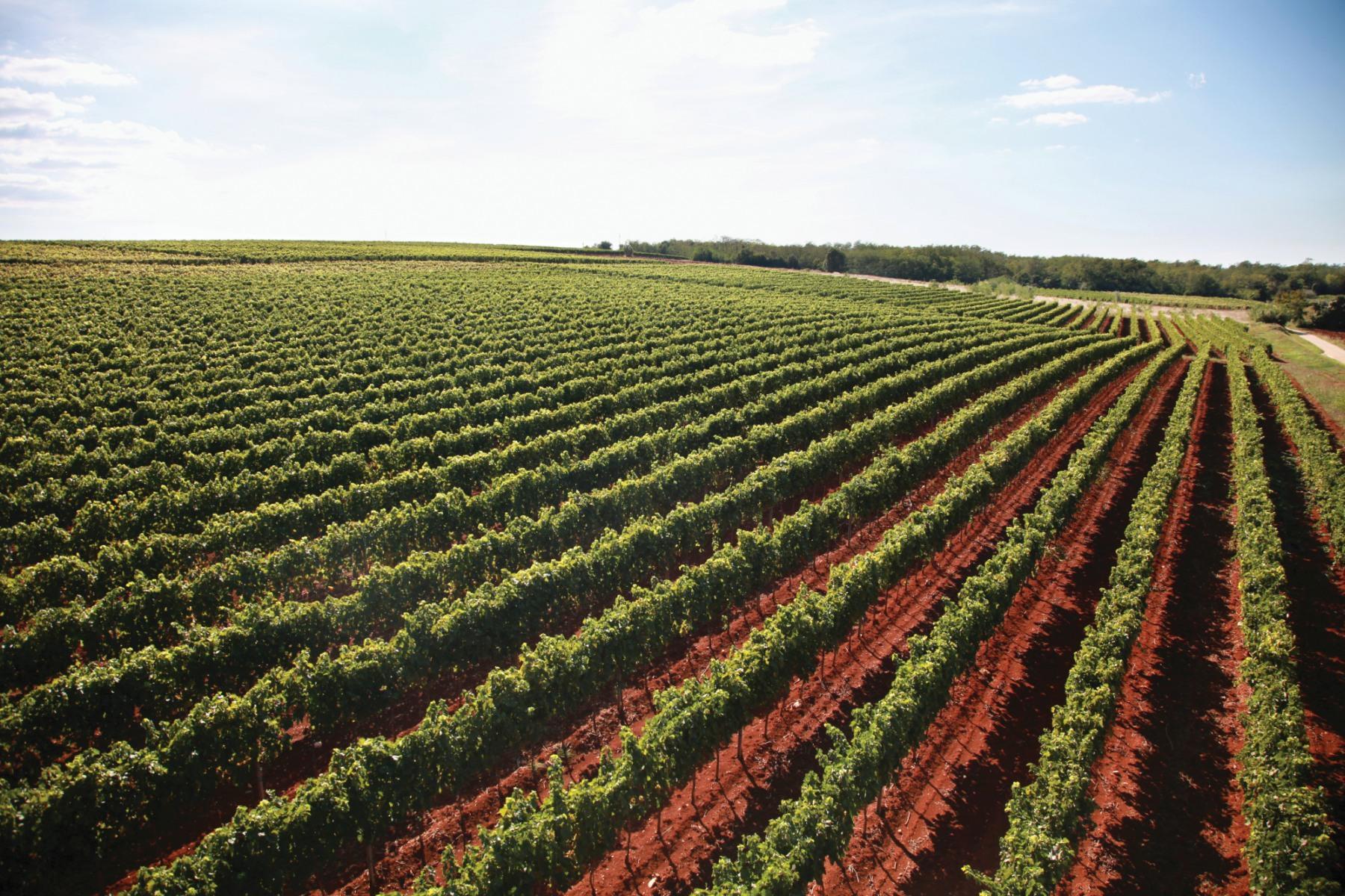 Istrian vineyard