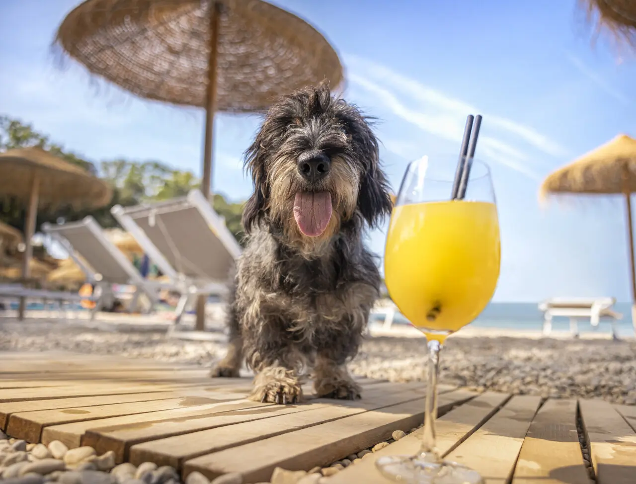 Wow-Wow-Pet-Friendly-Holiday_03-8273-lowres Your dog enjoying the beach
