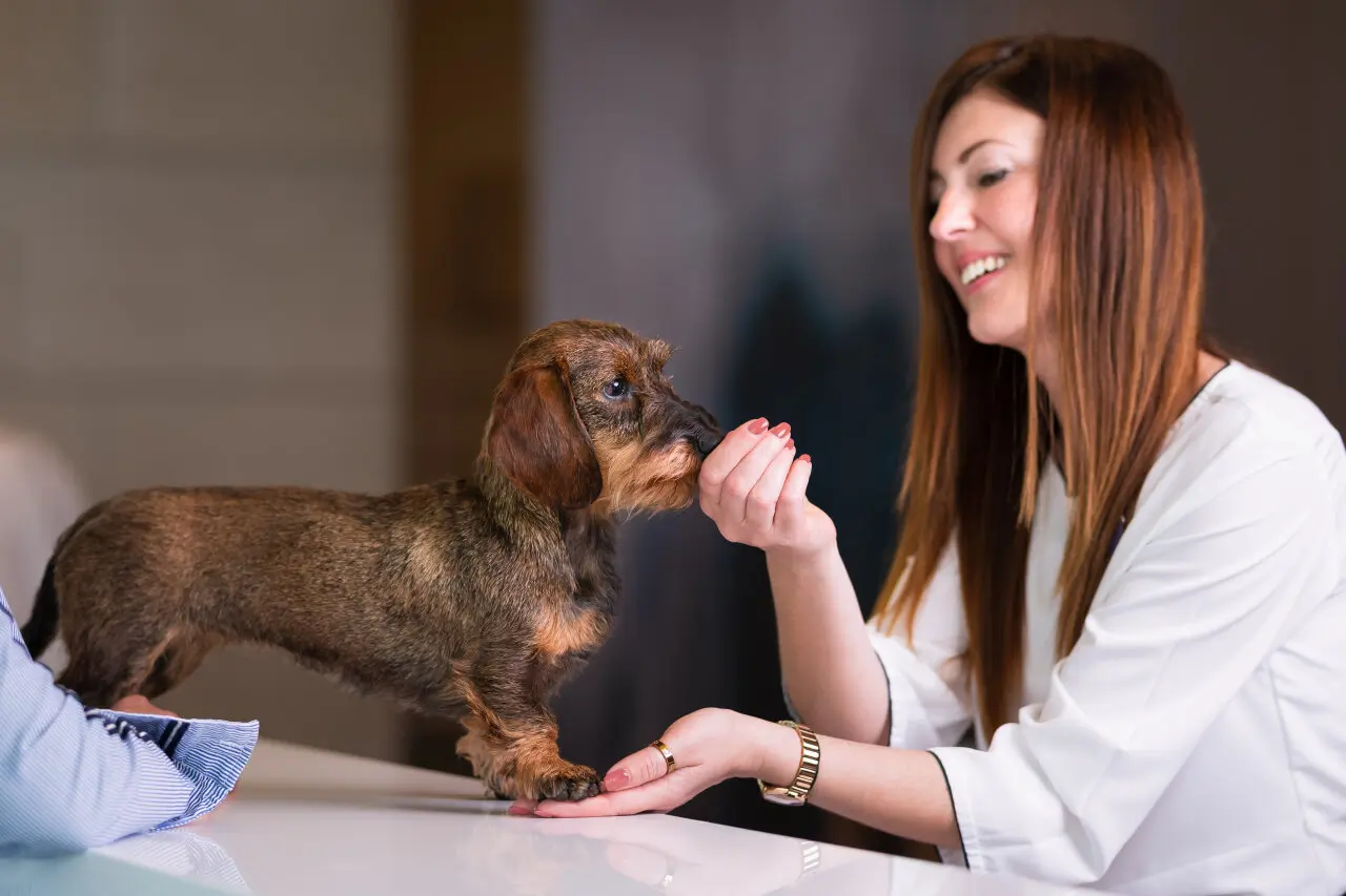 Wow Wow Pet Friendly Holiday 12 9077 lowres