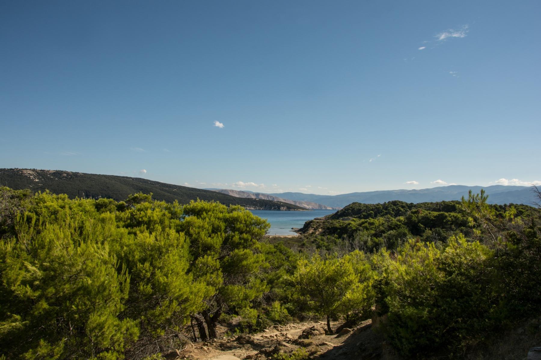 Rab forest