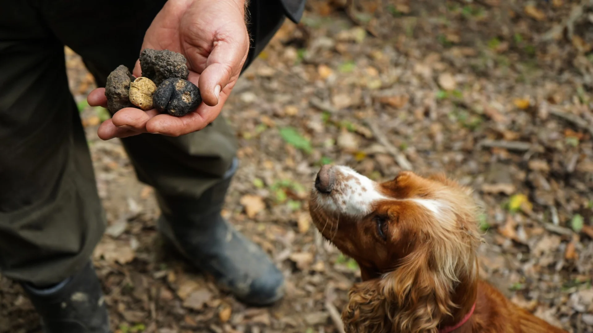 Ein Tr&uuml;ffelhund blickt zum Hundef&uuml;hrer, der stolz die im istrischen Wald gefundenen schwarzen und wei&szlig;en Tr&uuml;ffel in der Hand h&auml;lt. 