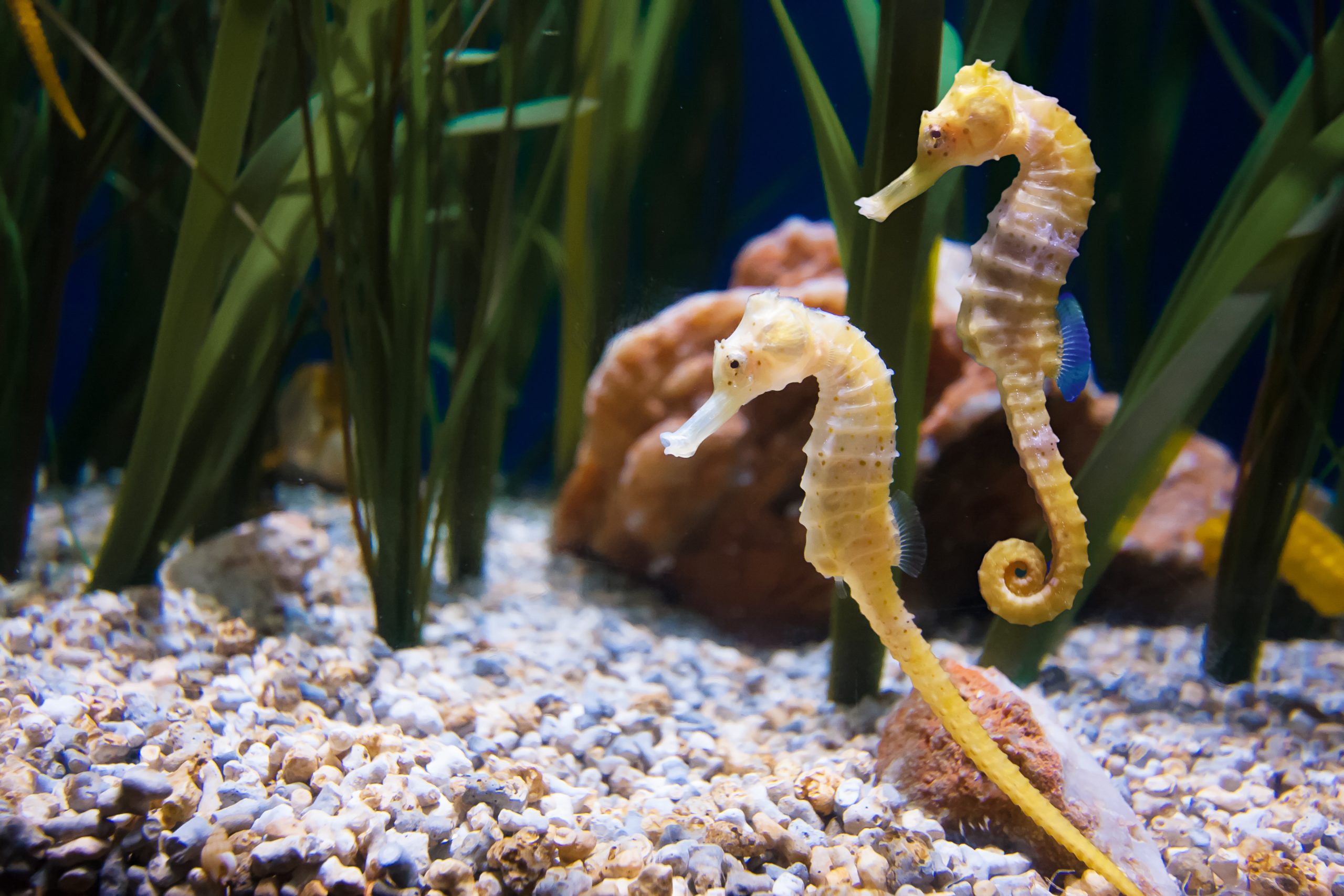 Seepferdchen-Duo im Aquarium