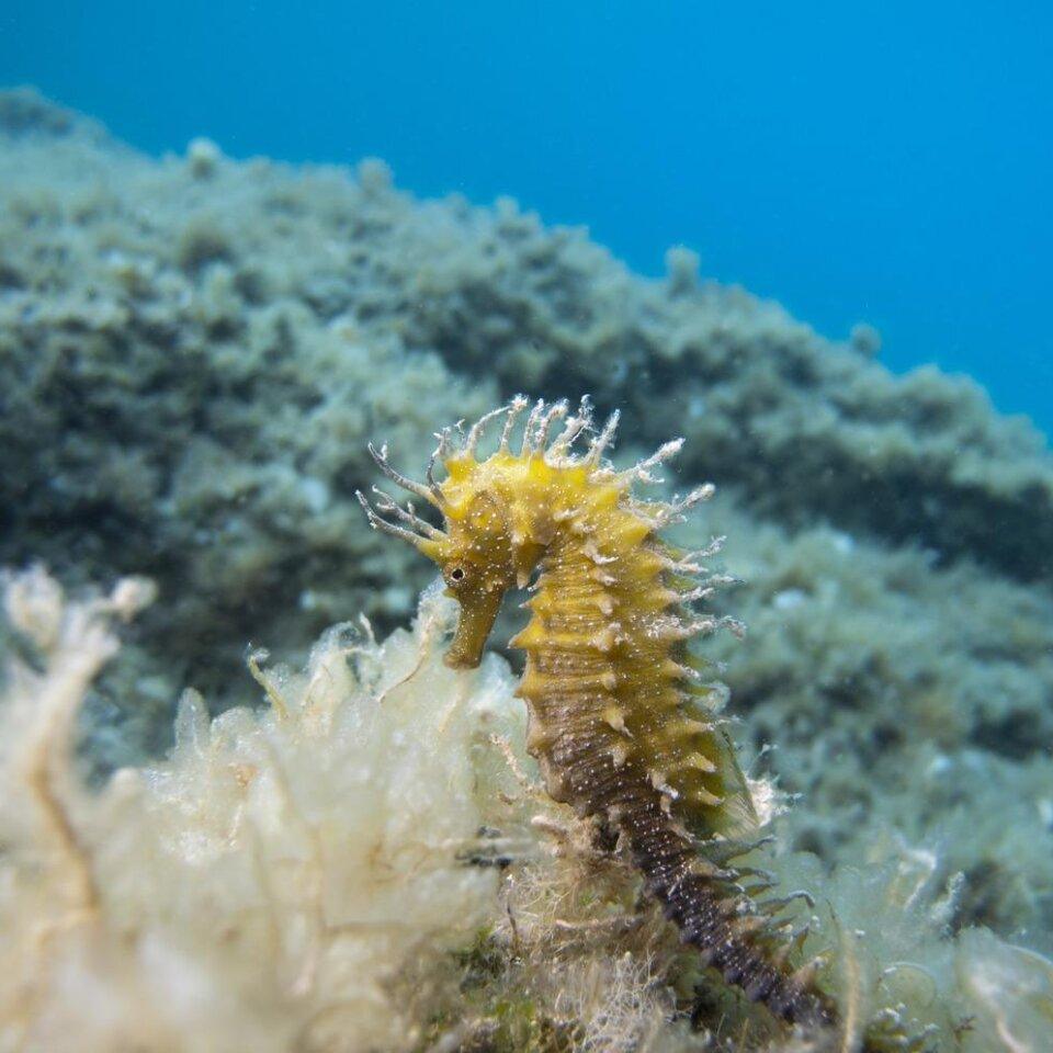 Seahorse Adriatic