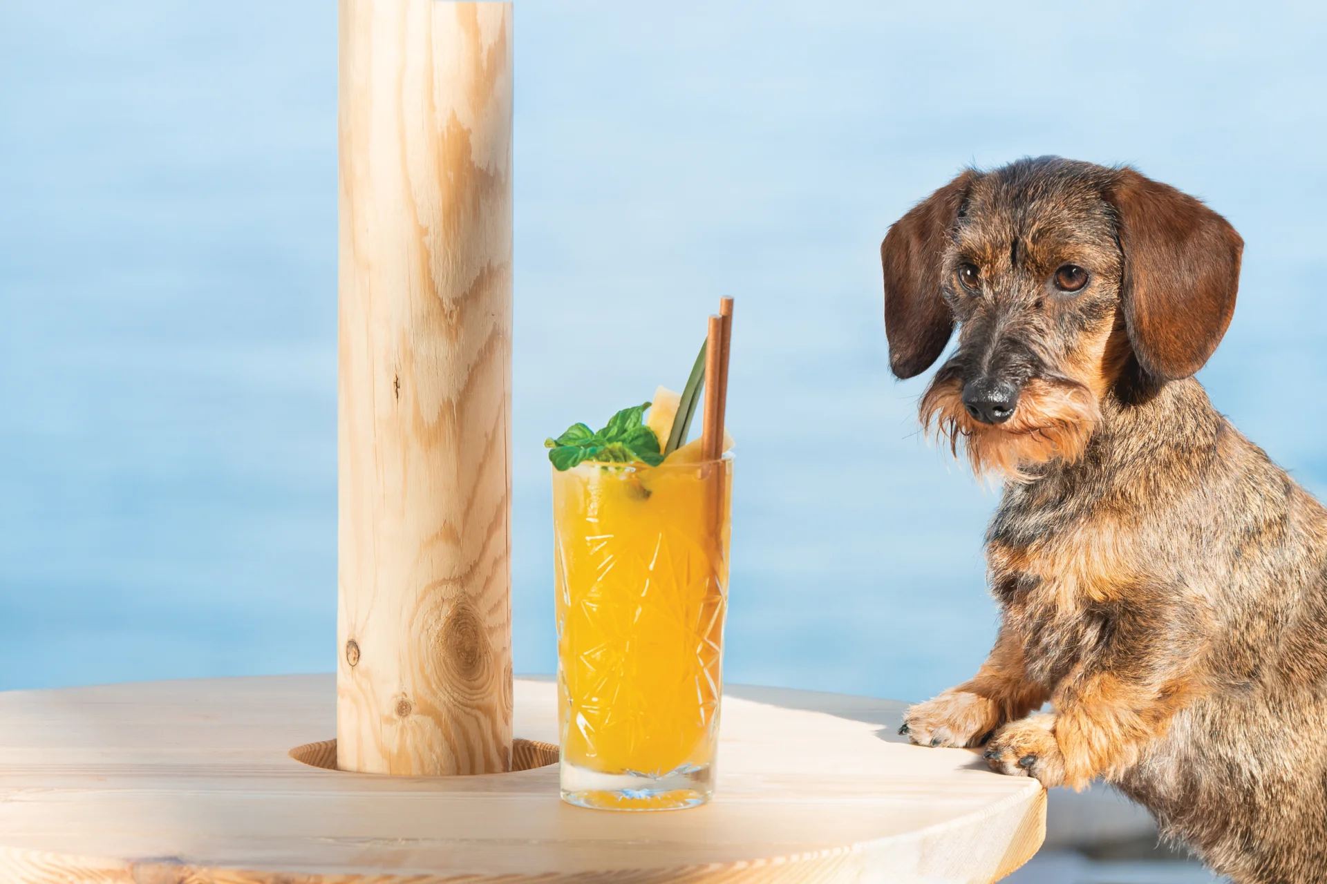Dog on the beach