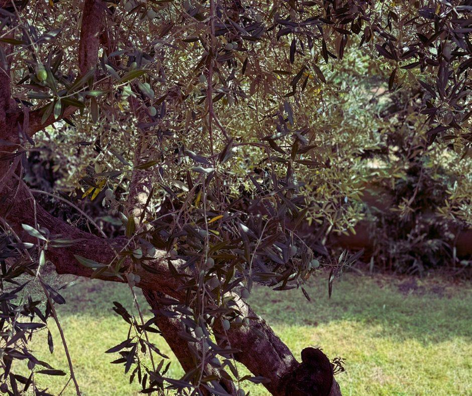 Olive tree in the olive grove in Istria Olive tree in the olive grove in Istria