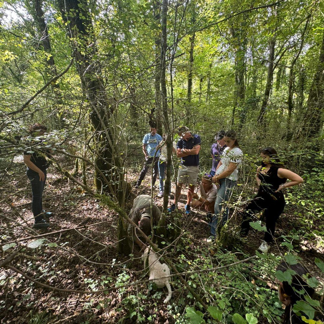 A group of tourists looking at the truffle-hunting dog searching for truffles.
