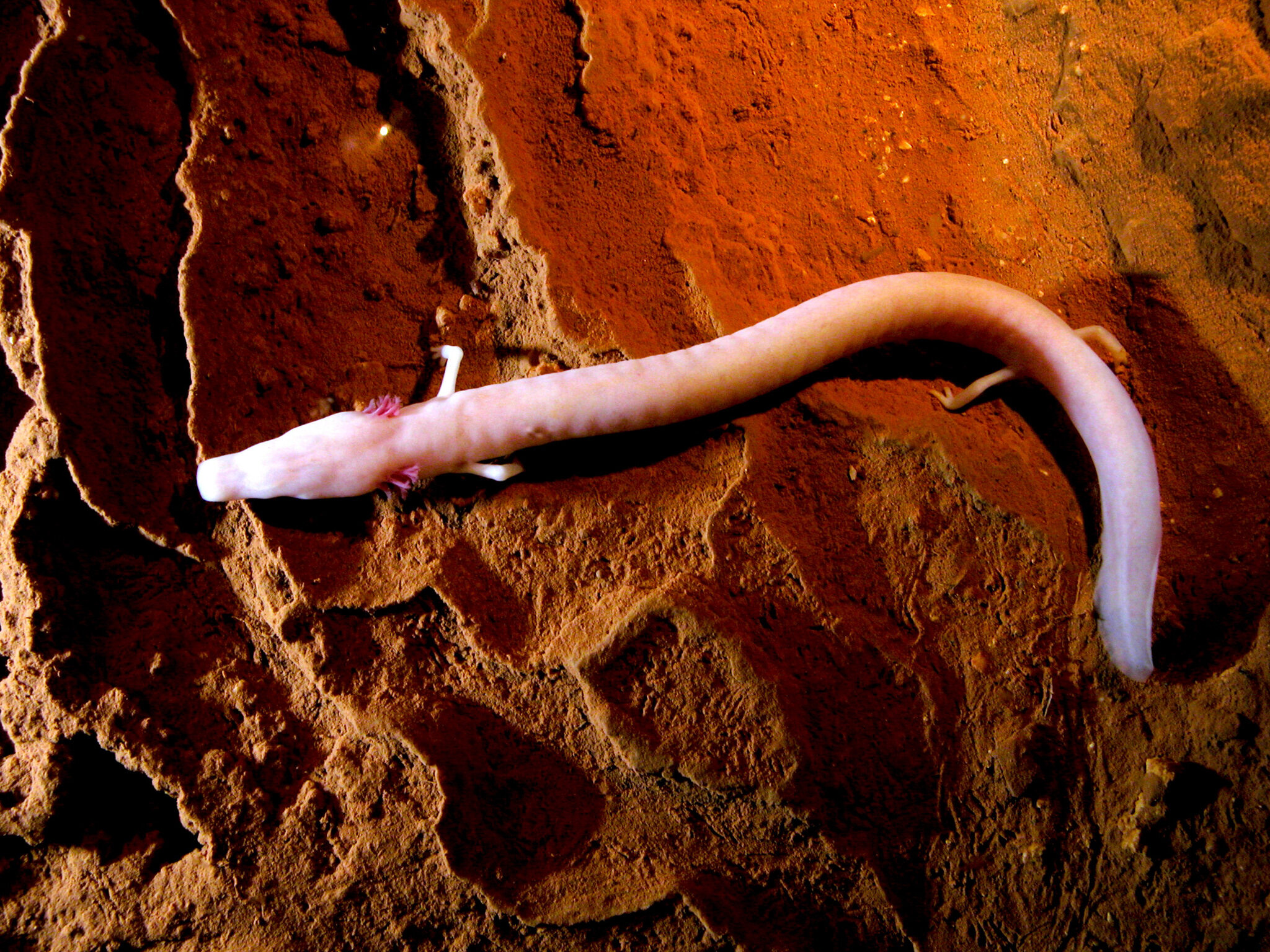 The endemic olm in Baredine Caves