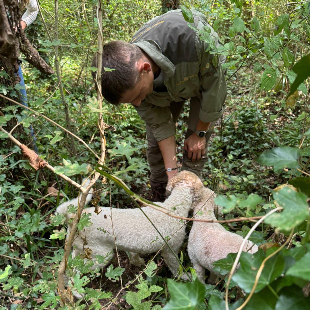 Truffle-hunting dogs preparing for a hunt.