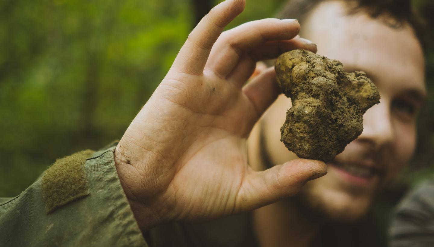A hunter holding a white truffle at Karlić Tartufi
