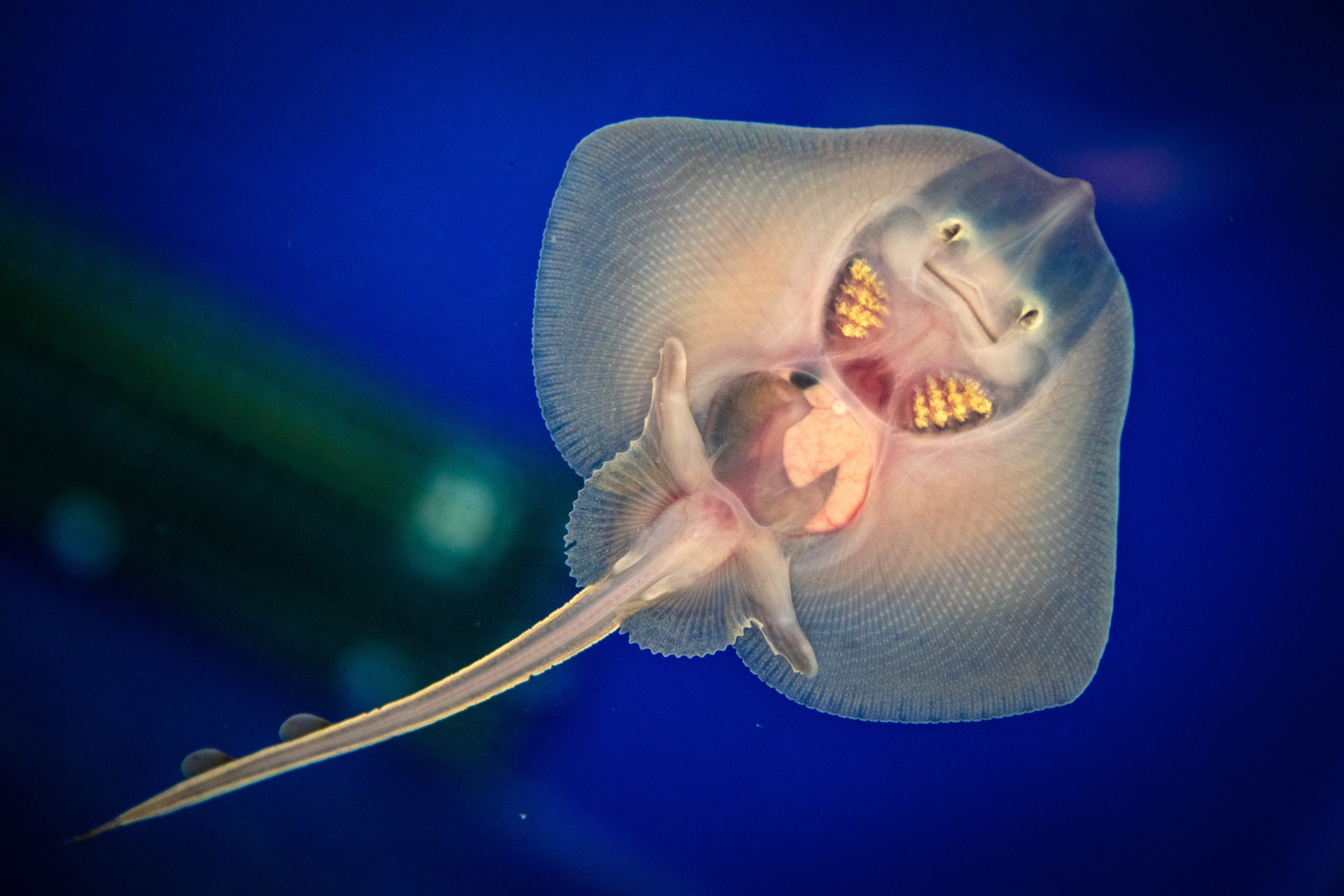 Stechrochen Srećko, der aus dem Aquarium in Pula in die Freiheit entlassen wurde