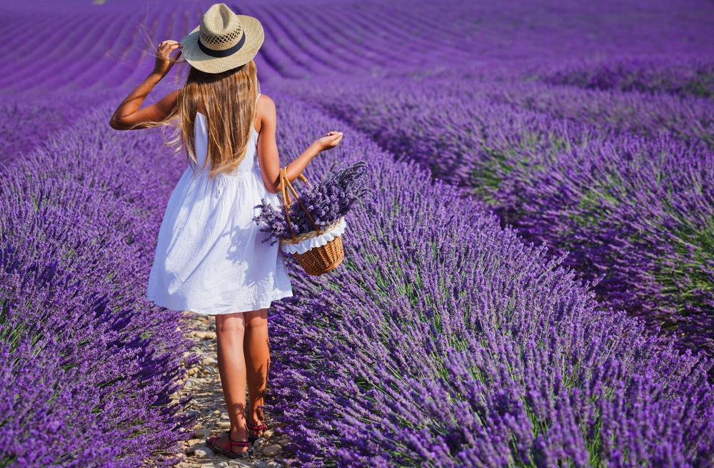 Lavender fields in Velo Grablje, a traditional lavender-growing village on Hvar Island
