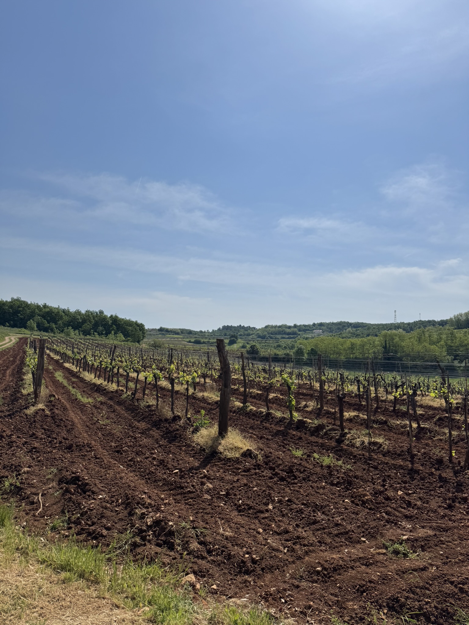 Beautiful panoramic view of the vineyards around Vižinada
