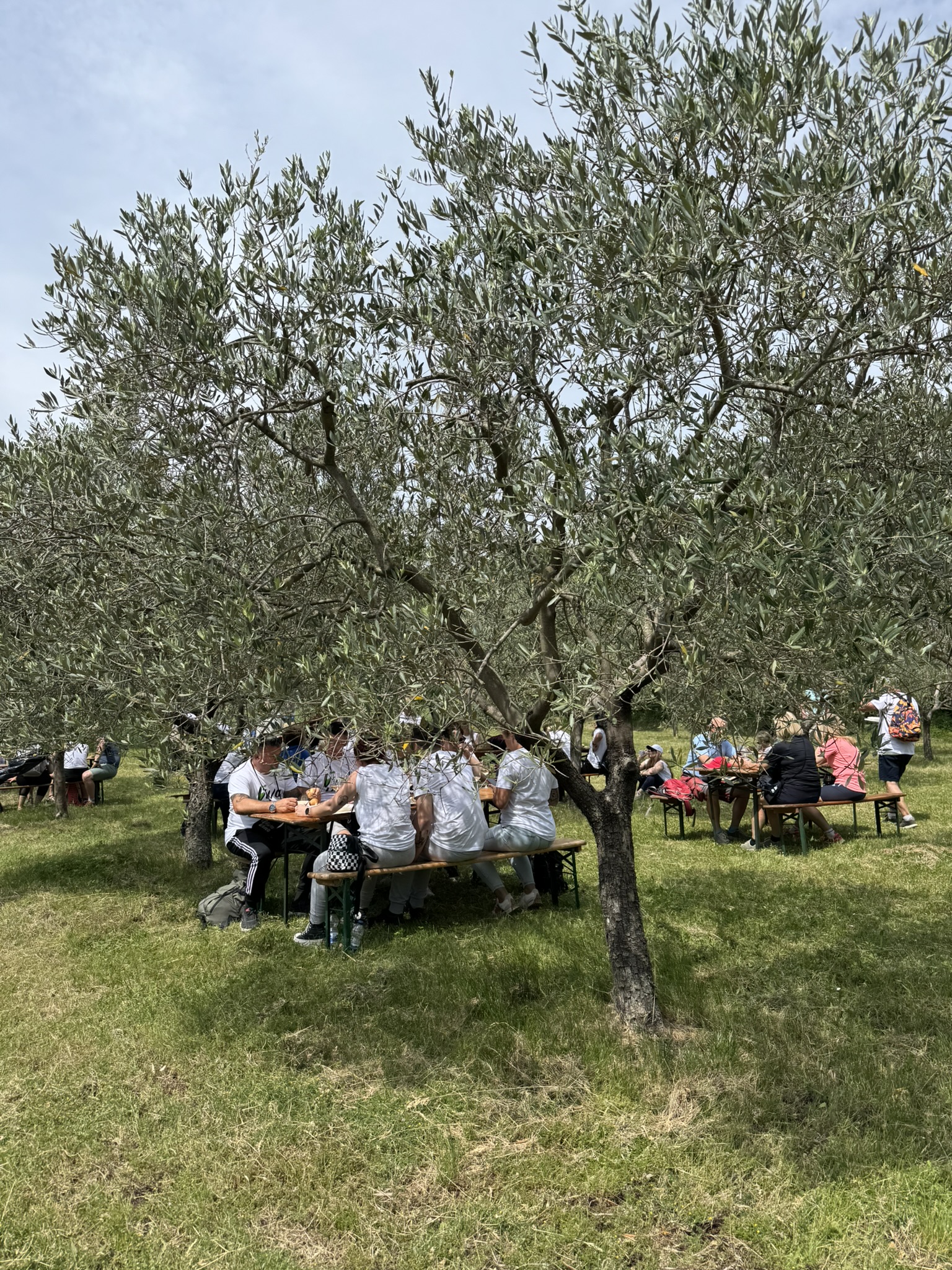 Enjoying gourmet offerings in the shade of olive trees