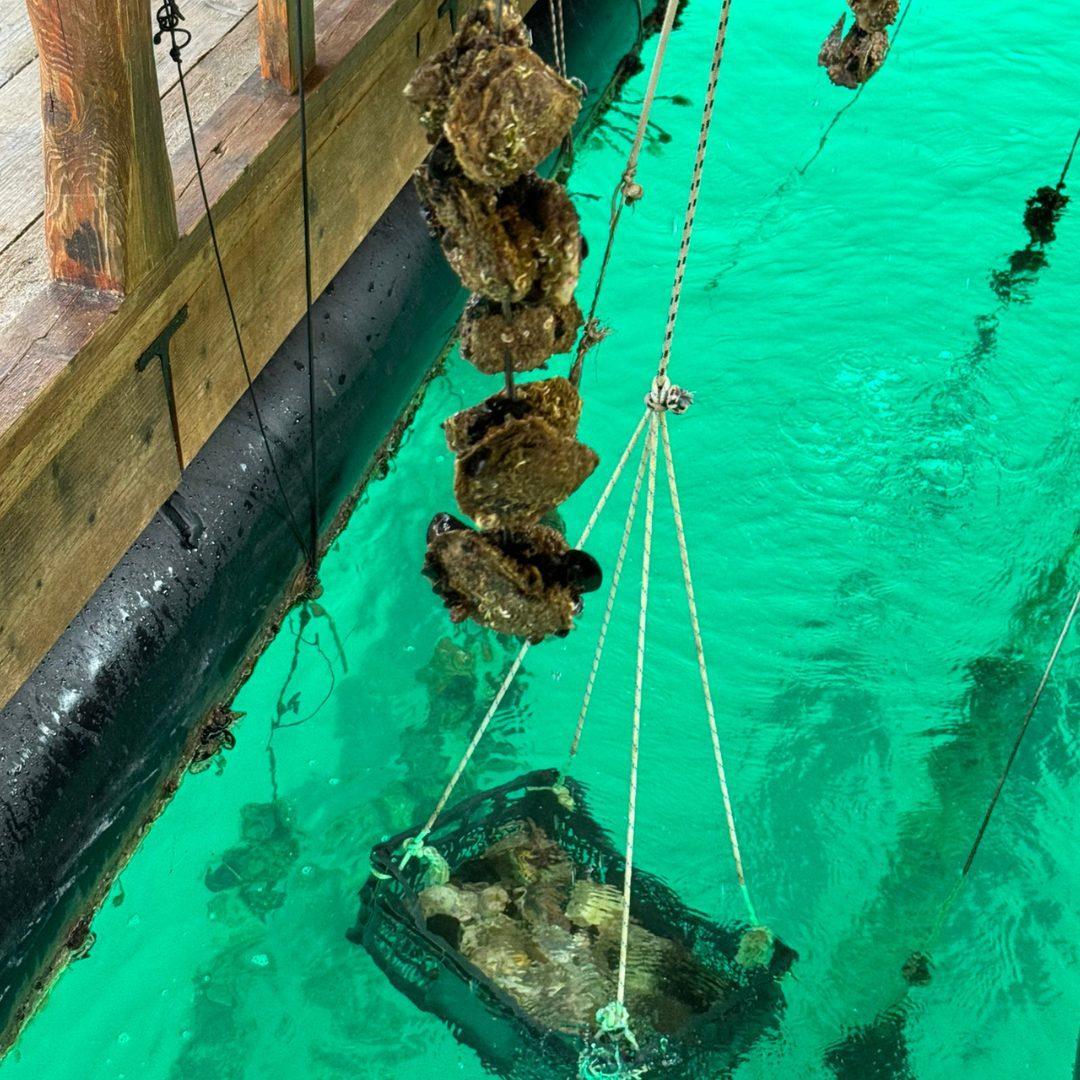 Austern, auf Seilen aufgehängt und ins kristallklare türkisfarbene Wasser unter einem hölzernen Dock in Mali Ston eingetaucht
