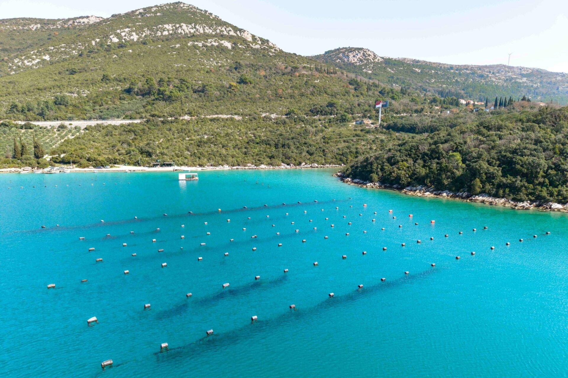 Aerial view of oyster farming structures in the clear turquoise waters of Mali Ston Bay