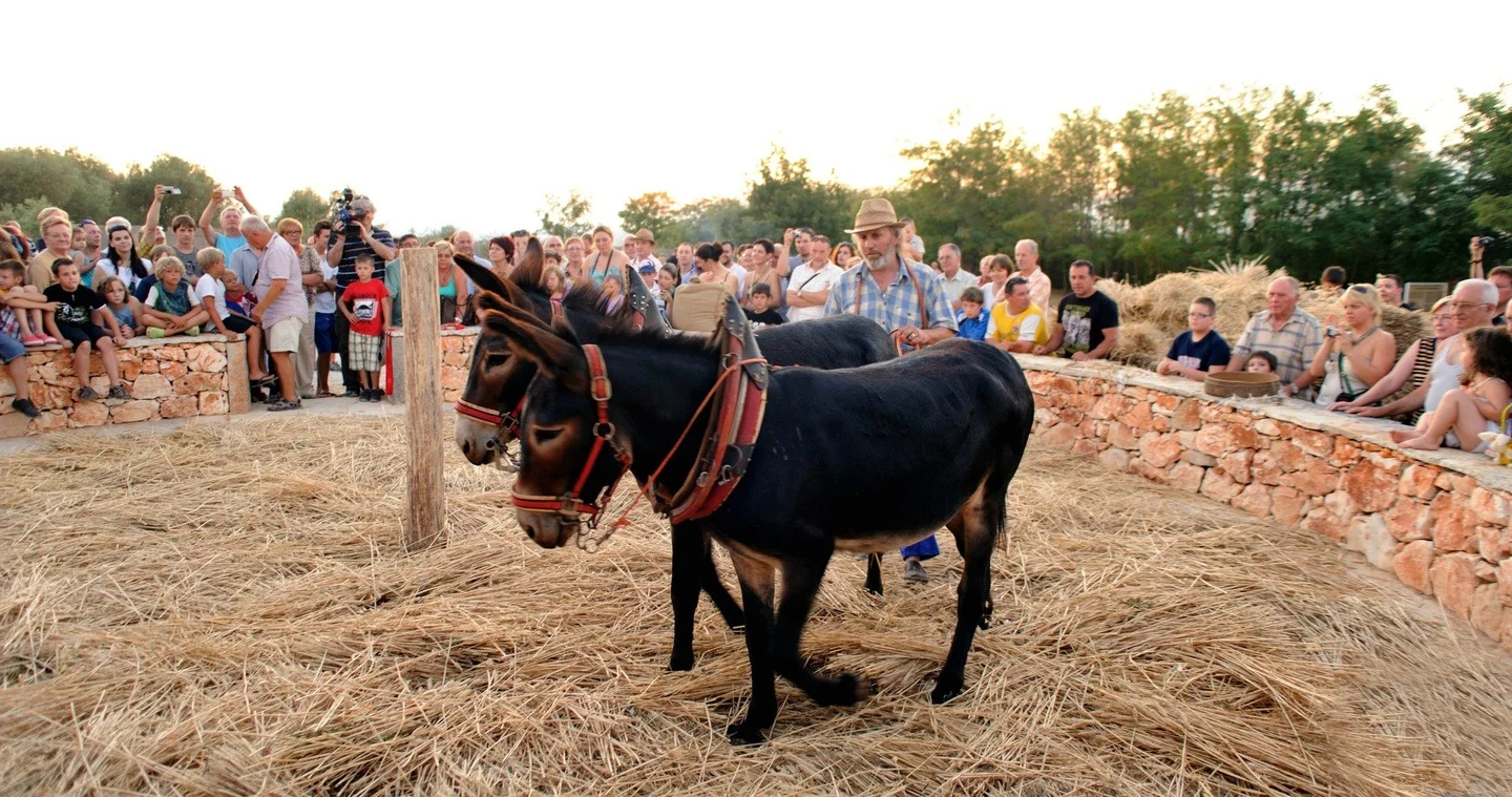 Magarci u Tractor Story muzeju u Poreču