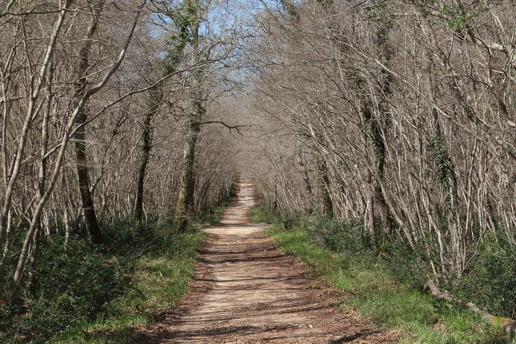 Ein friedlicher Waldweg im Kontija-Waldgebiet, gesäumt von hohen, blattlosen Bäumen, auf einem sonnenfleckigen, erdigen Pfad