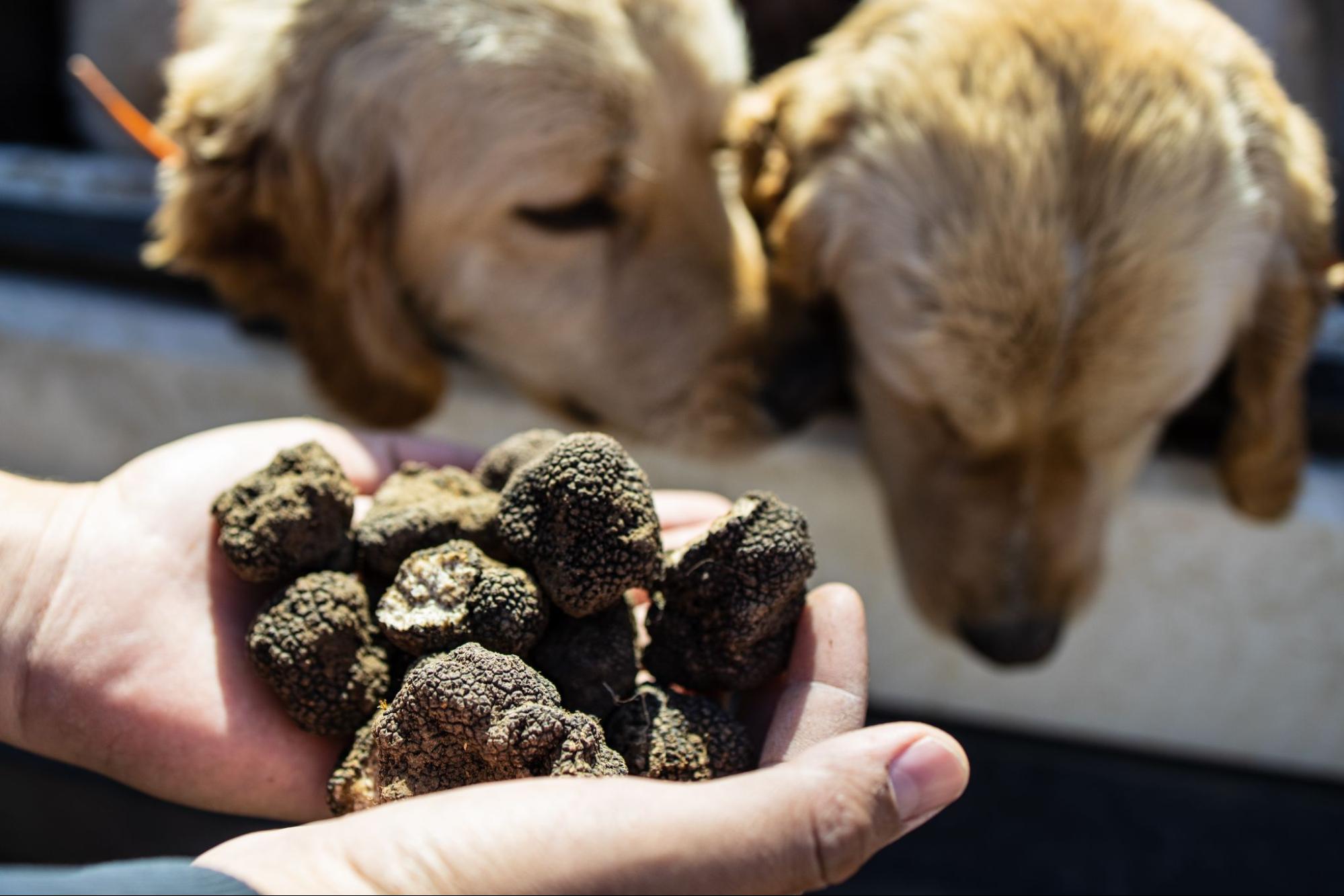 Freshly harvested white truffles in Istria during truffle season