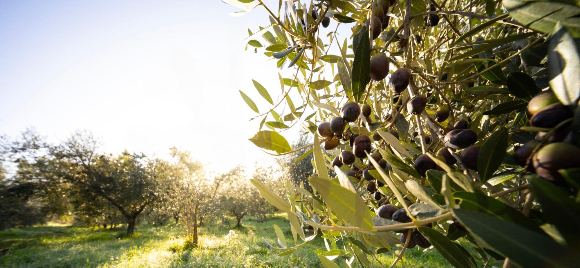 Olives hanging on a tree branch in a sunlit olive grove.