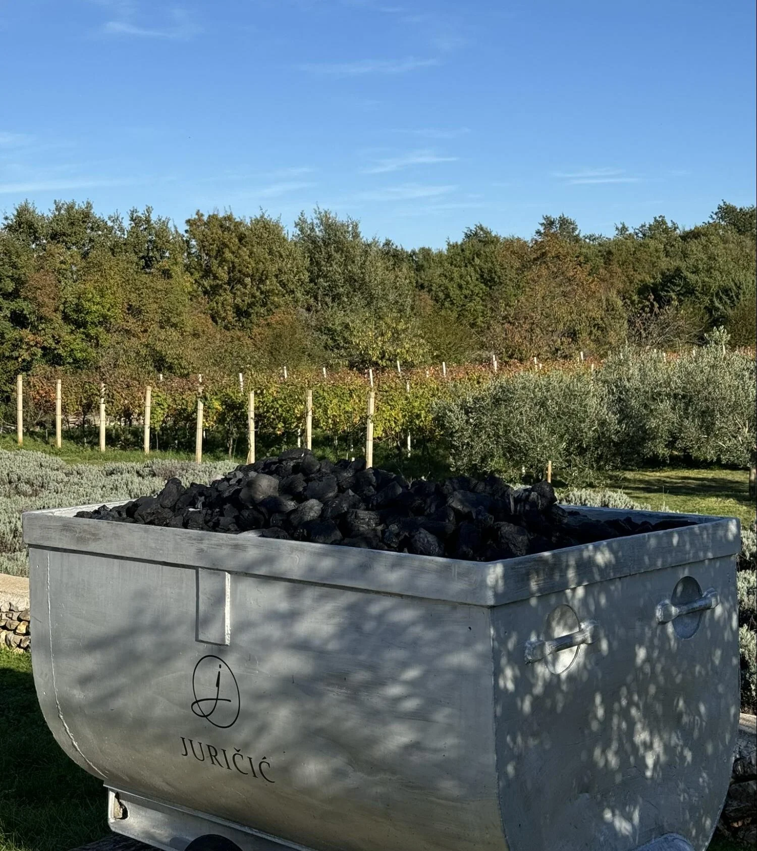 Blick auf die Weinberge mit Olivenbäumen und Lavendel rund um ein Steingefäß auf einem privaten Weingut in Istrien.