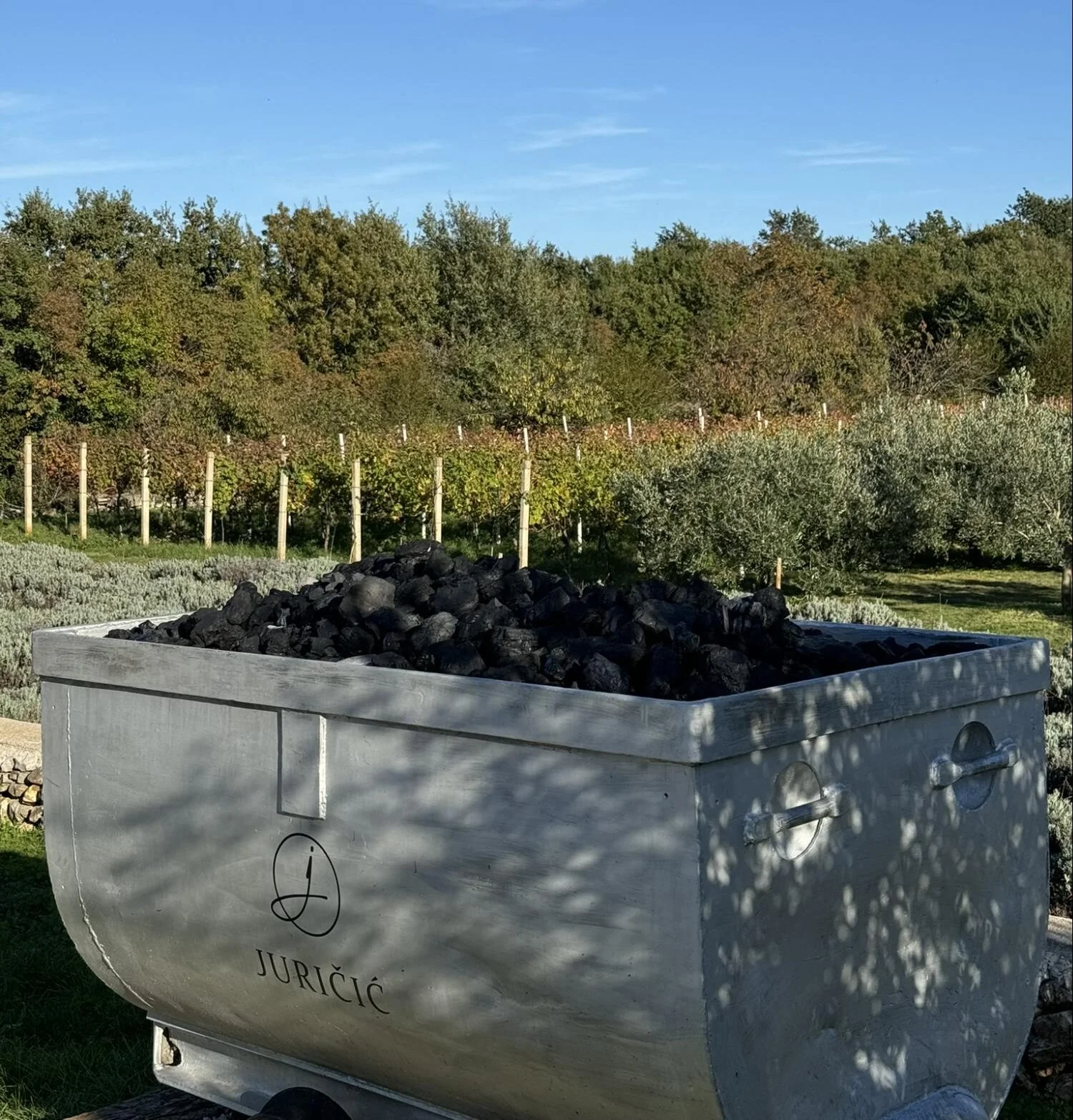 Vinograd sa stablima masline i lavandom koji okružuju kameni spremnik na obiteljskoj vinariji u Istri.