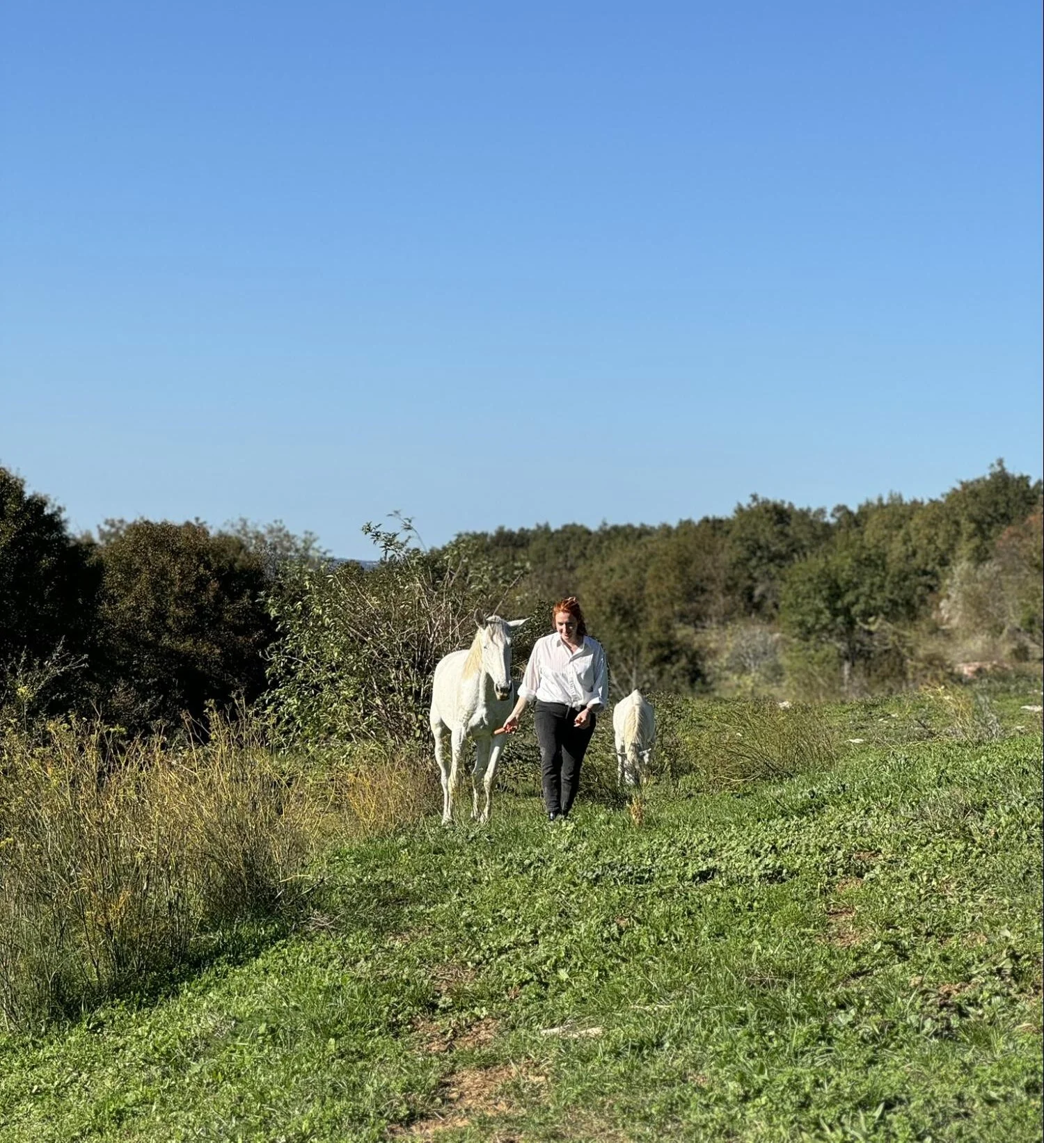 Eine Frau spaziert an einem sonnigen Tag mit weißen Pferden über eine grüne Wiese im istrischen Hinterland.