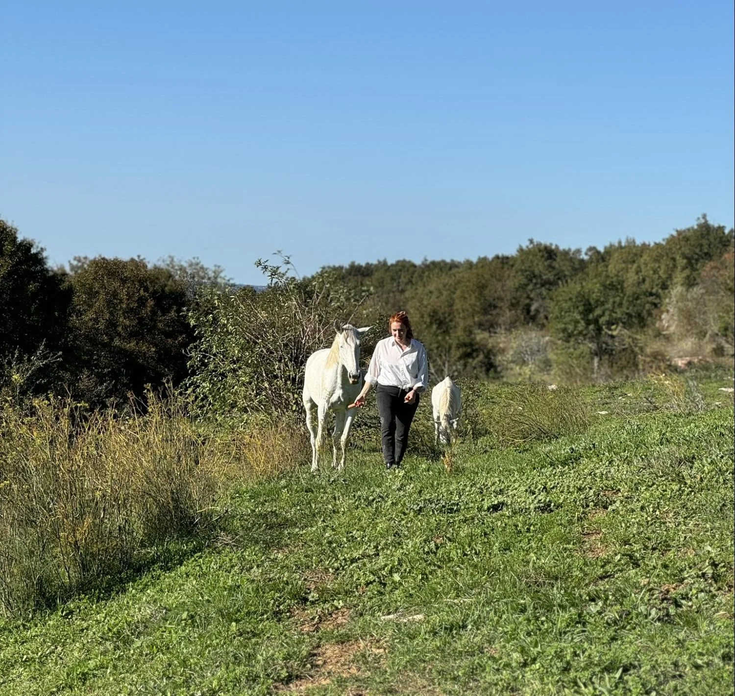 Žena šeće s bijelim konjima po zelenoj livadi u Istri na sunčan dan.