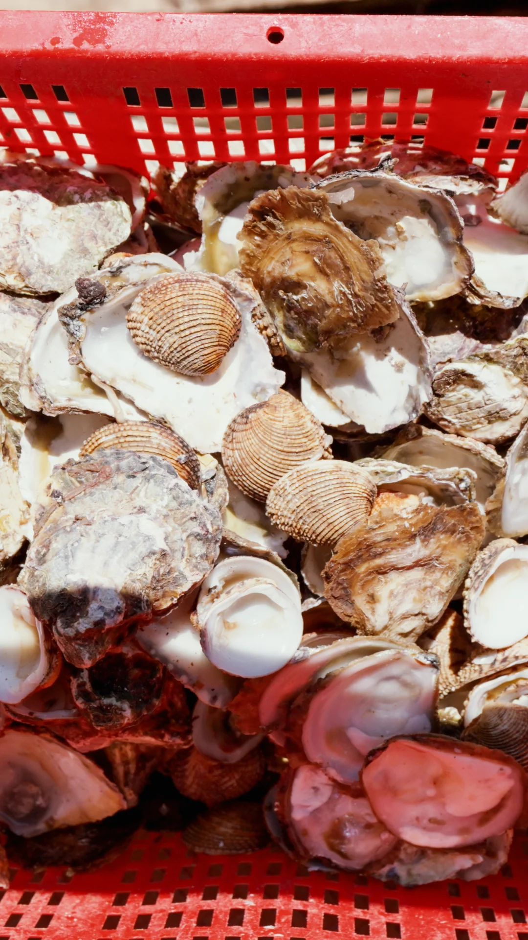 Details of fresh shellfish and oysters, from strings of shells by the sea to a full crate and preparation on a platter.