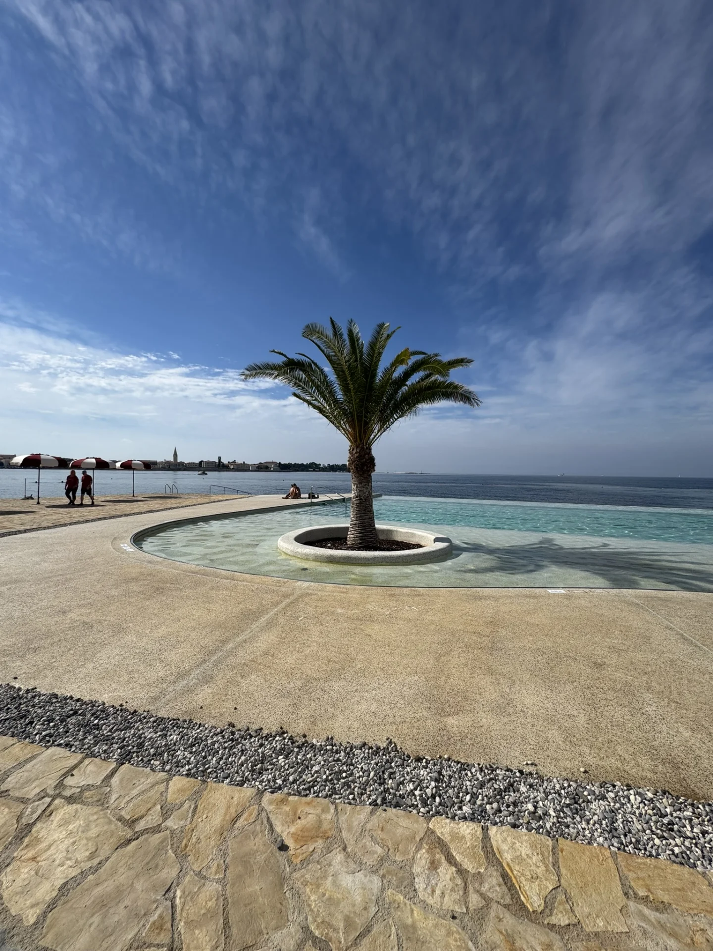 Palm tree by the Pical infinity pool.