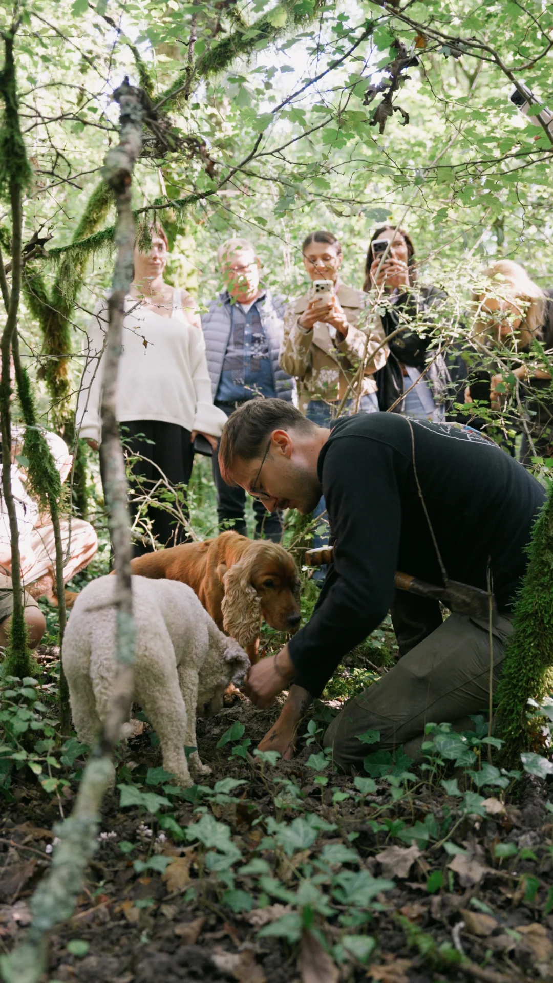 Truffle hunting dog searching in the Istrian forest during a Karlić Tartufi experience.
